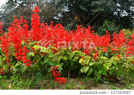 Red Salvia_02 Red Salvia_02 127265687