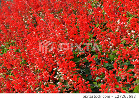 Red Salvia_03 Red Salvia_03 127265688