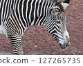 Grey Zebra 127265735