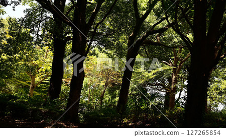 公園綠地 127265854