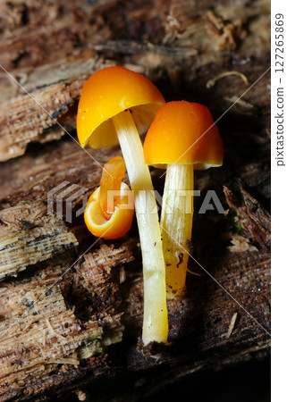 Young hydatid mushrooms with cute orange caps and white patterns (macro photography of fungi and mushrooms in the natural environment) Young hydatid mushrooms with cute orange caps and white patterns (macro photography of fungi and mushrooms in the natural environment) 127265869