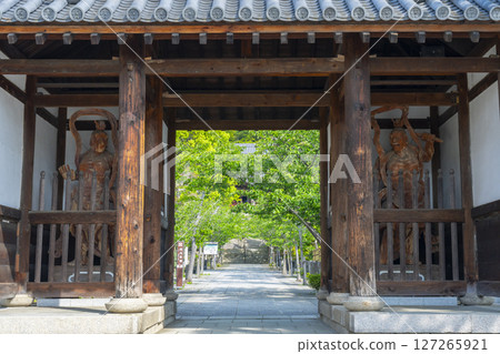 Suma-dera Temple: A tunnel of fresh greenery seen from the Niomon Gate Suma-dera Temple: A tunnel of fresh greenery seen from the Niomon Gate 127265921
