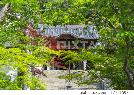 須磨寺：新綠環繞的唐門 127265924