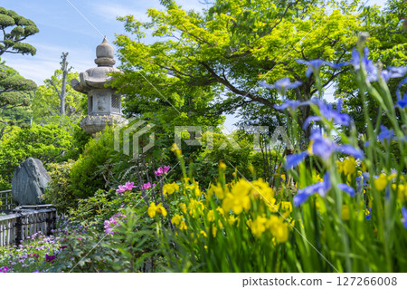 須磨寺、本堂及書院前的花園、菖蒲花 127266008