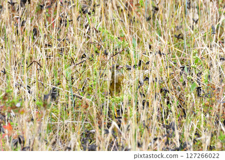 Parent and child of Eurasian greenfinch, young bird Parent and child of Eurasian greenfinch, young bird 127266022