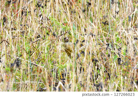 Parent and child of Eurasian greenfinch, young bird Parent and child of Eurasian greenfinch, young bird 127266023