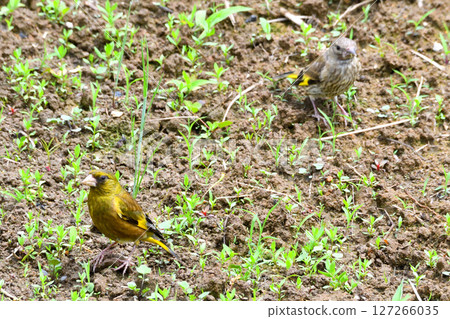 Parent and child of Eurasian greenfinch, young bird 127266035