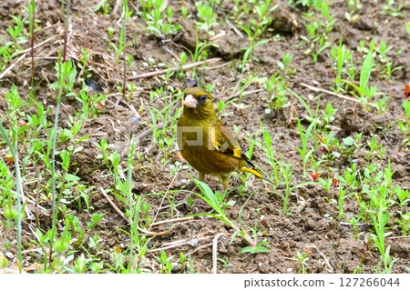 Parent and child of Eurasian greenfinch, young bird Parent and child of Eurasian greenfinch, young bird 127266044