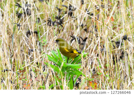 Parent and child of Eurasian greenfinch, young bird 127266046