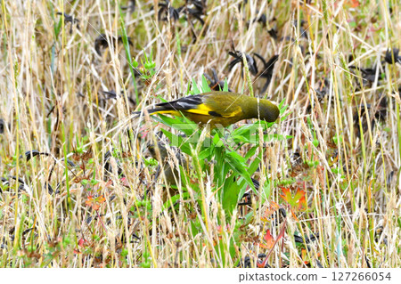 Parent and child of Eurasian greenfinch, young bird 127266054