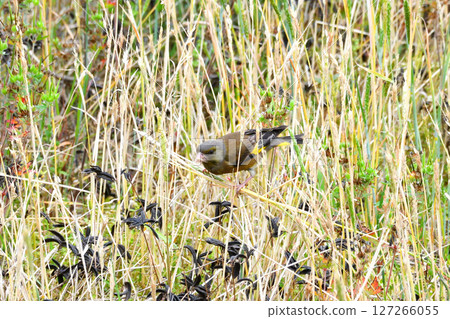 Parent and child of Eurasian greenfinch, young bird 127266055