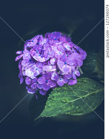 Hydrangea blooming in the rainy season Hydrangea blooming in the rainy season 127266074