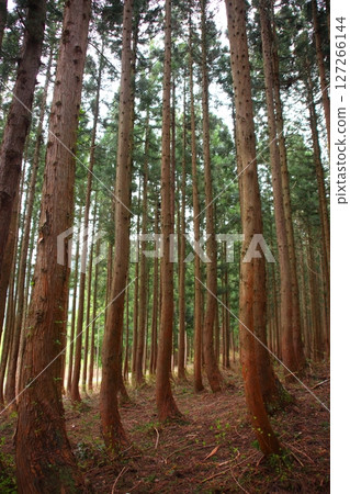 Mysterious green cedar forest 127266144