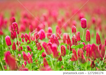 colorful strawberry candle 127266174