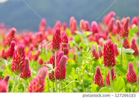 colorful strawberry candle 127266183