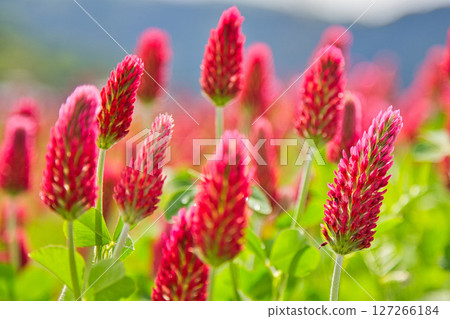 彩色草莓蠟燭 彩色草莓蠟燭 127266184