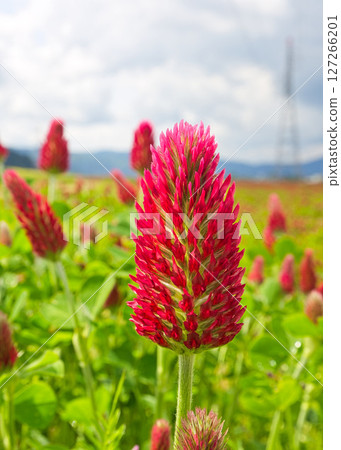 colorful strawberry candle 127266201