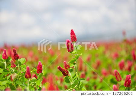 彩色草莓蠟燭 彩色草莓蠟燭 127266205
