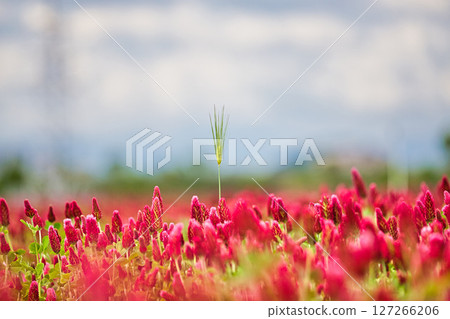 彩色草莓蠟燭 127266206