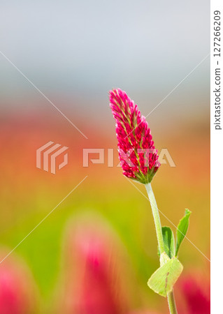 colorful strawberry candle 127266209
