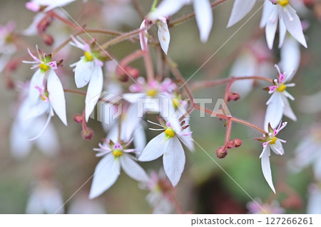 pretty flowers pretty flowers 127266261