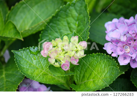Purple and pink hydrangeas starting to bloom in my garden on a sunny day during the rainy season 127266283