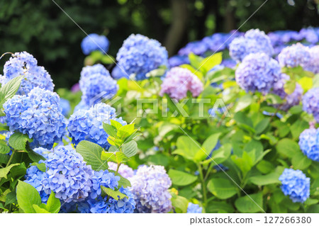 梅雨季節的城島 127266380