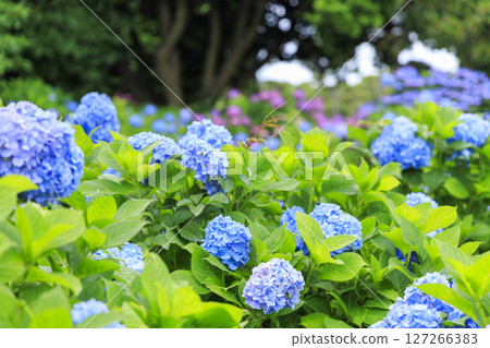 Jogashima in the rainy season 127266383