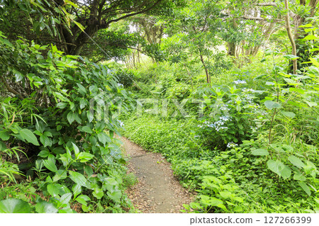 梅雨季節的城島 127266399