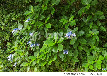 梅雨季節的城島 梅雨季節的城島 127266403
