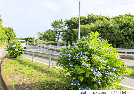 Jogashima in the rainy season Jogashima in the rainy season 127266404