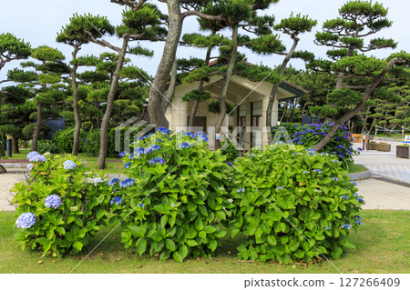 Jogashima in the rainy season 127266409