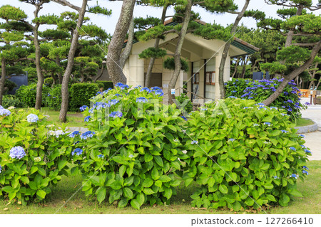 Jogashima in the rainy season 127266410