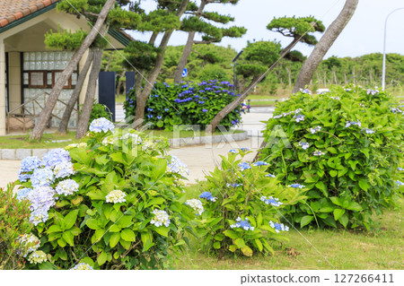 Jogashima in the rainy season 127266411