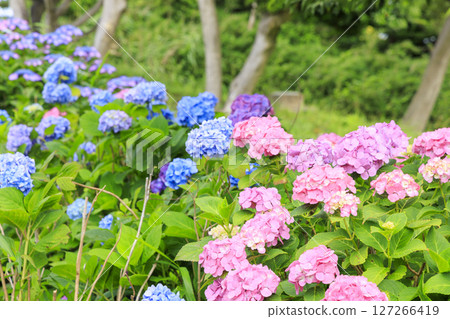 梅雨季節的城島 梅雨季節的城島 127266419