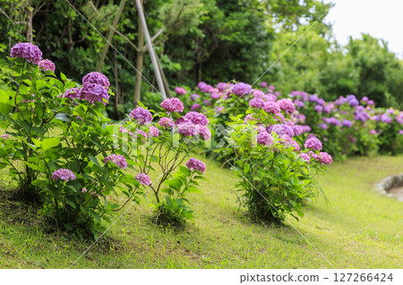 Jogashima in the rainy season Jogashima in the rainy season 127266424