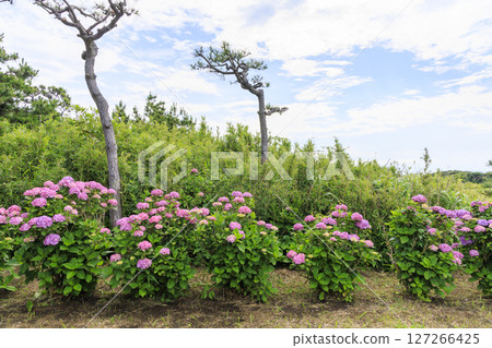 梅雨季節的城島 127266425