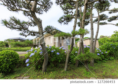 Jogashima in the rainy season 127266453