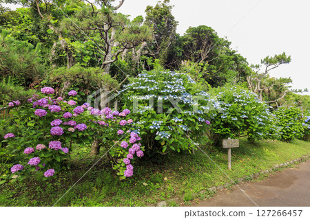 梅雨季節的城島 127266457