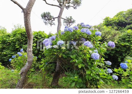 Jogashima in the rainy season 127266459