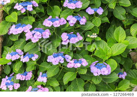Jogashima in the rainy season Jogashima in the rainy season 127266469