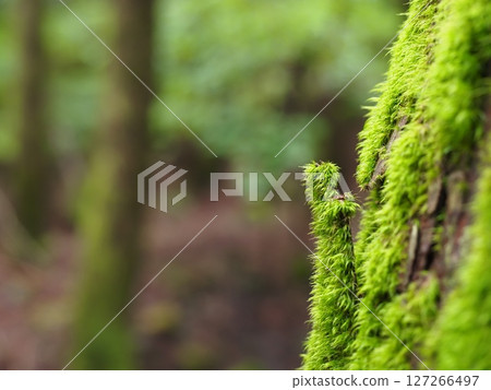 Moss 127266497