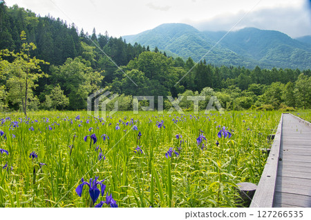 The beautiful Oyami Marshland with fresh greenery and irises in Hakuba Village, Nagano Prefecture The beautiful Oyami Marshland with fresh greenery and irises in Hakuba Village, Nagano Prefecture 127266535