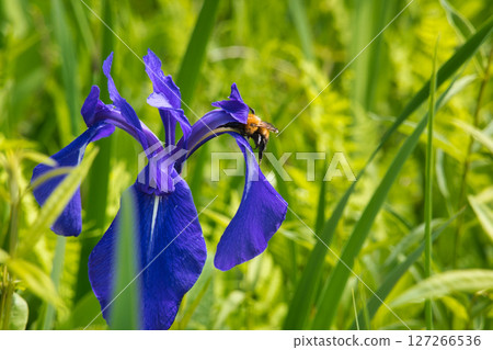 A bumblebee sucking nectar from an iris in the Oyami Marshlands, Hakuba Village, Nagano Prefecture 127266536
