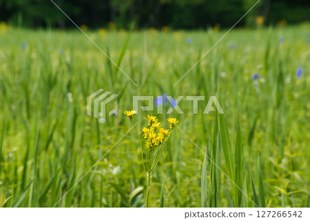 長野縣白馬村大谷海濕地的美麗水蕉 127266542