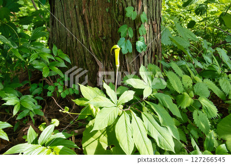Mamushigusa flowers blooming at the source of the Himekawa River, Hakuba Village, Nagano Prefecture 127266545