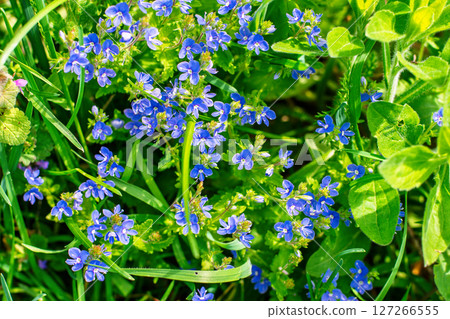 Tiny blue wildflowers blooming in green spring grass meadow 127266555