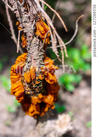 Bright orange fungus growing on a tree branch in forest 127266556