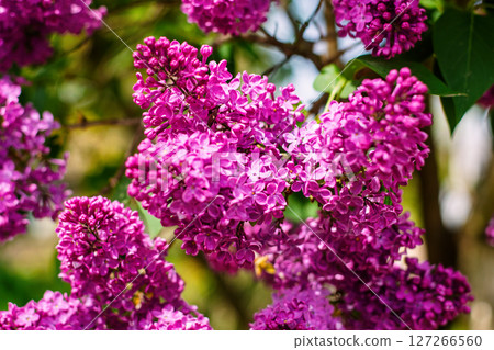 Cluster of vivid purple lilac flowers blooming on a sunny spring day Cluster of vivid purple lilac flowers blooming on a sunny spring day 127266560