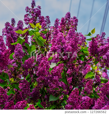 Blooming lilac bush with purple flowers and fresh green leaves in daylight Blooming lilac bush with purple flowers and fresh green leaves in daylight 127266562